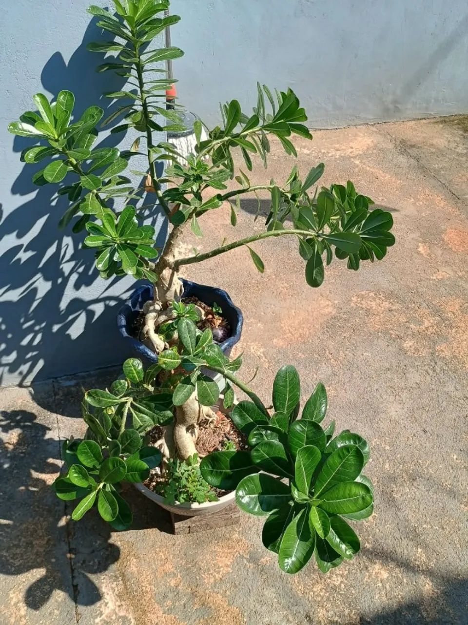Rosa do deserto  - Foto 3