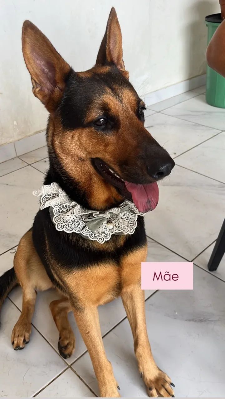 FILHOTES DE CAPA PRETA COM MALINOIS - Foto 3