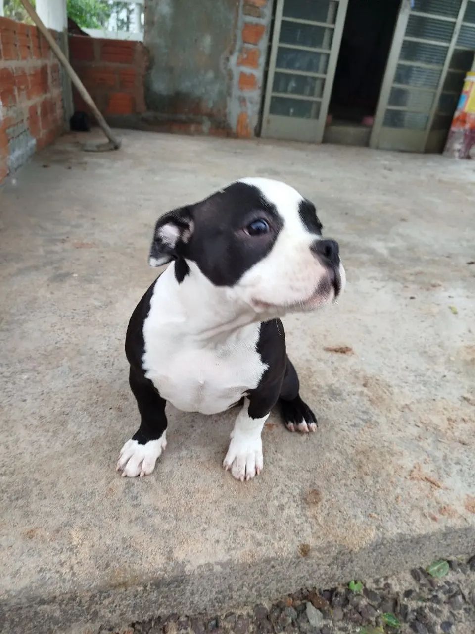 American Bully com peedigre 