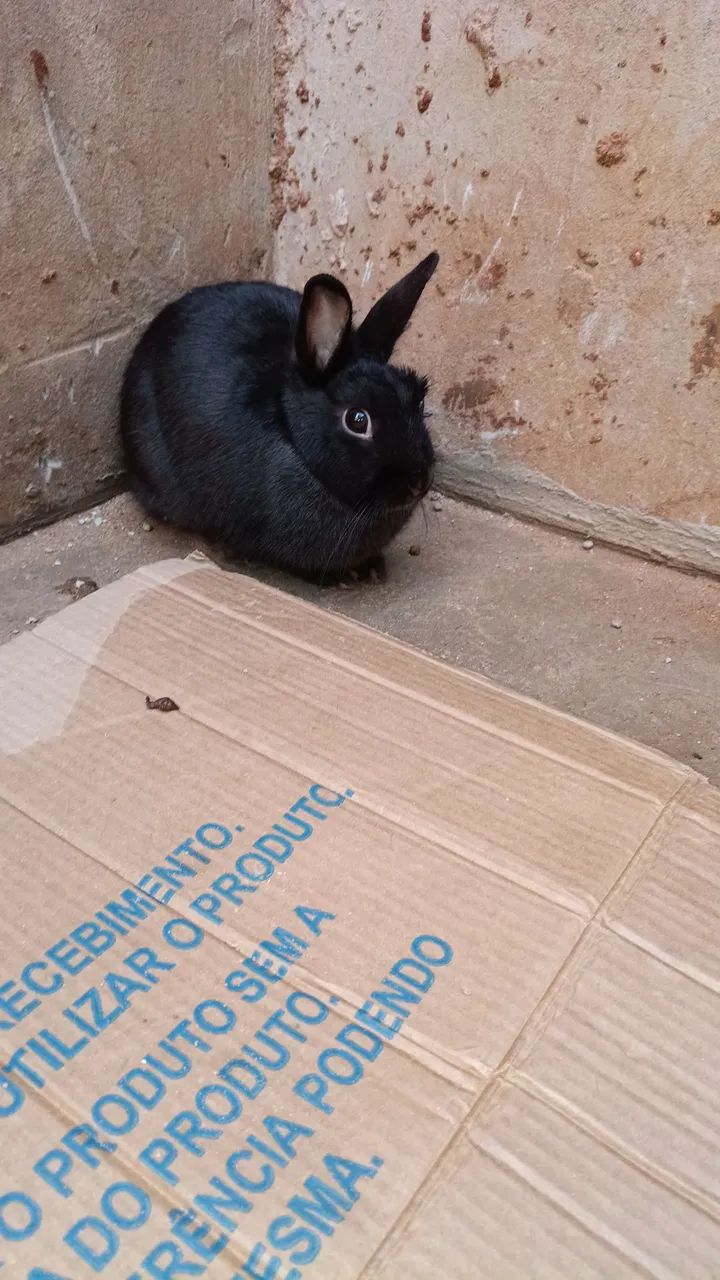 mini coelho 