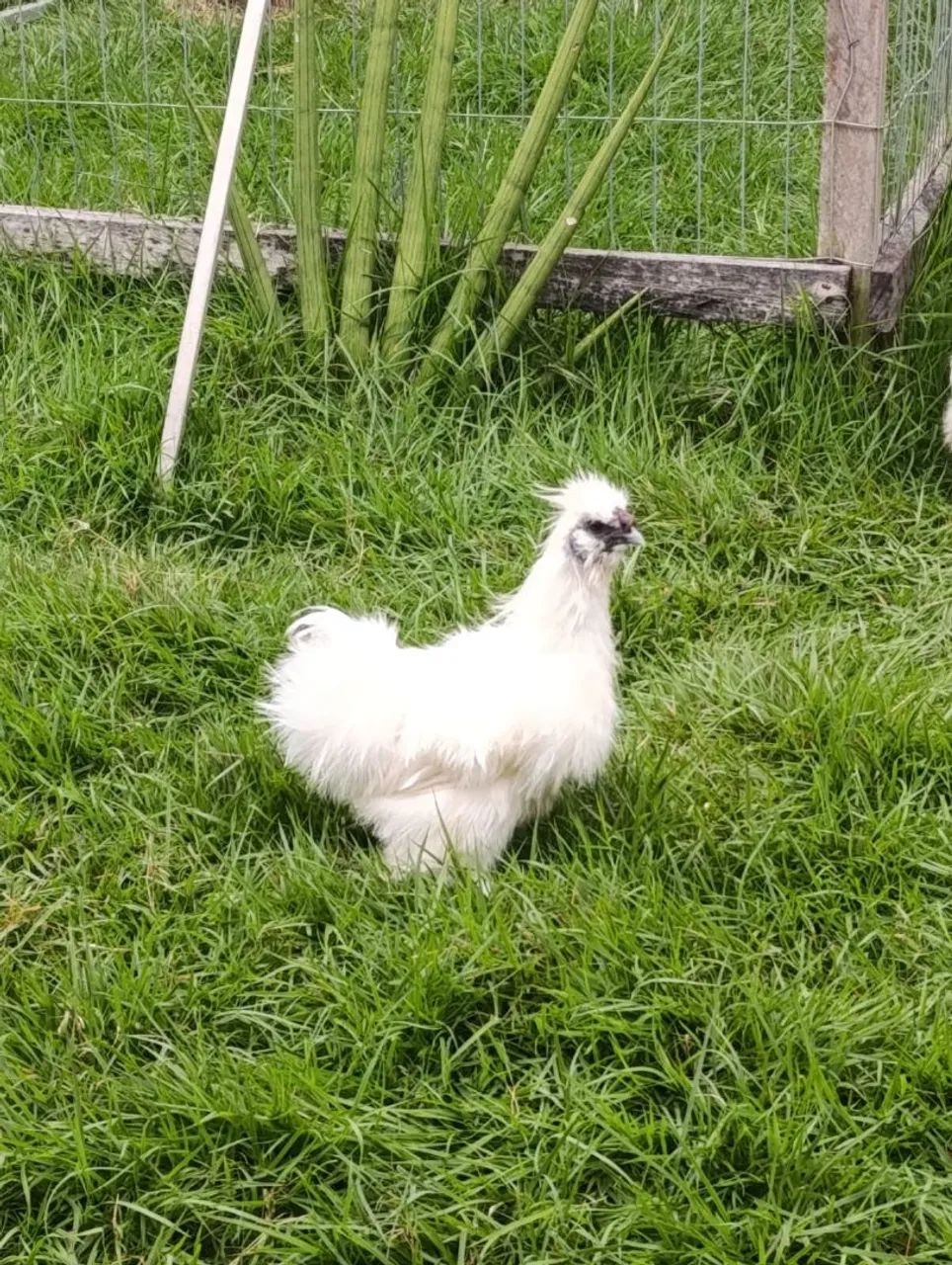 Galinhas Sedosas  - Foto 2