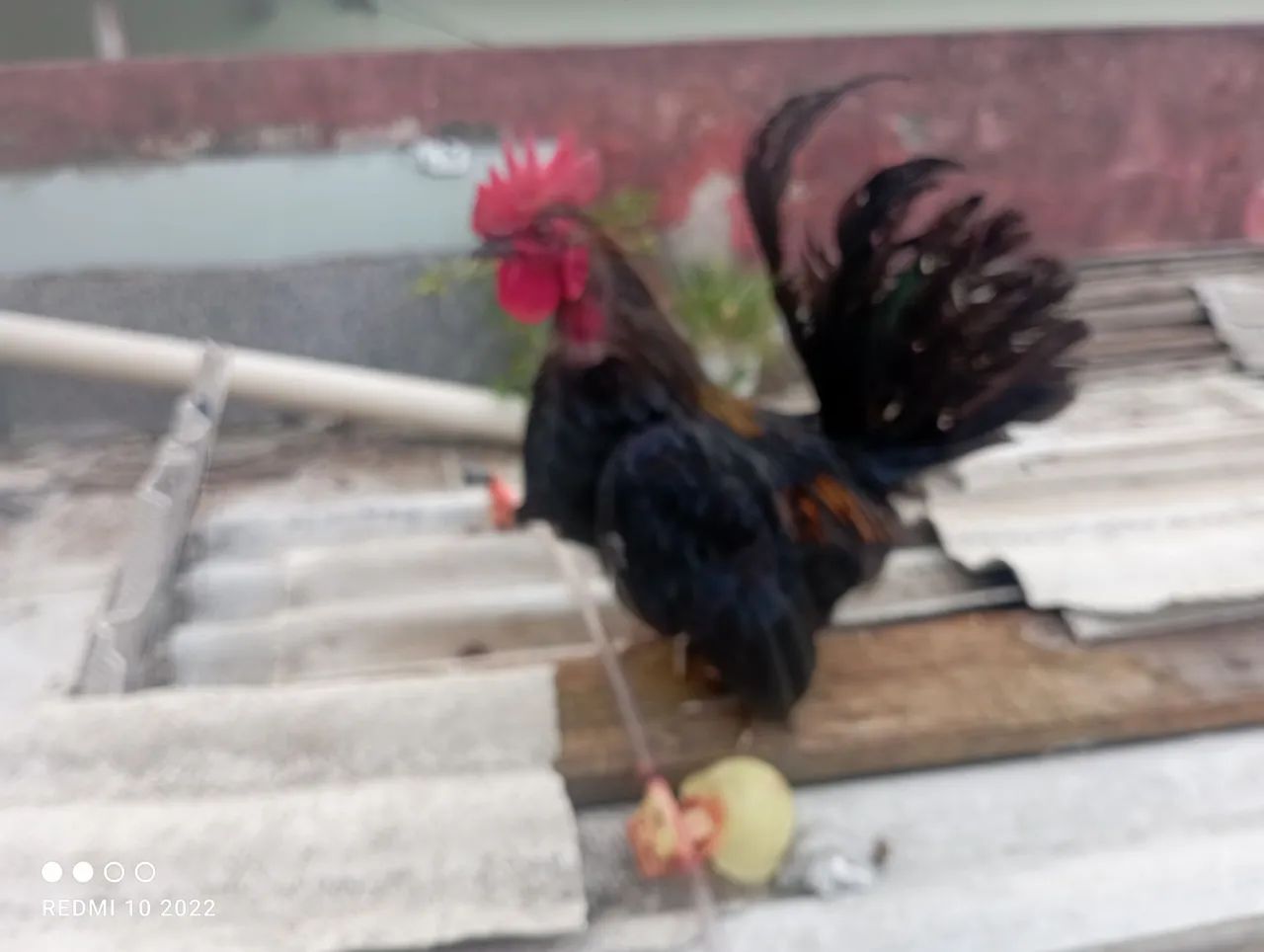 Galinha e galo - Foto 2