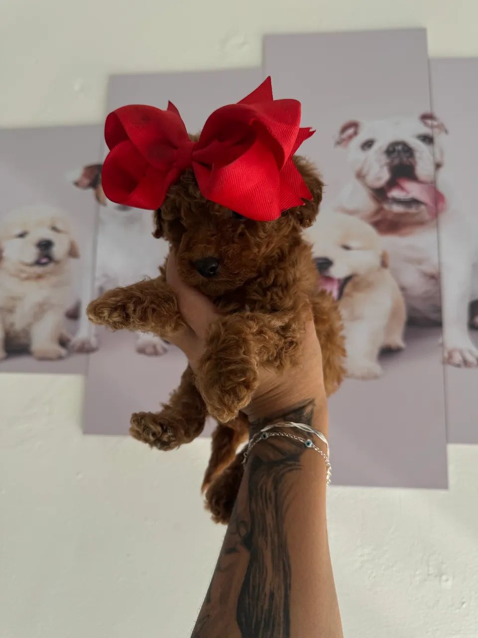 Poodle Toy corzinha red  - Foto 3
