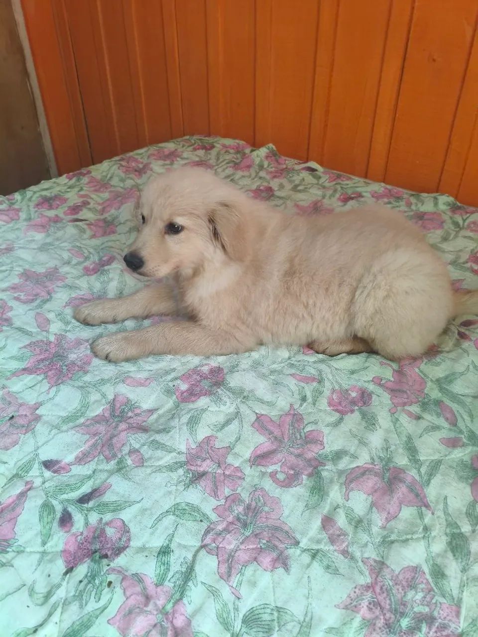 Golden Retriever  - Foto 5