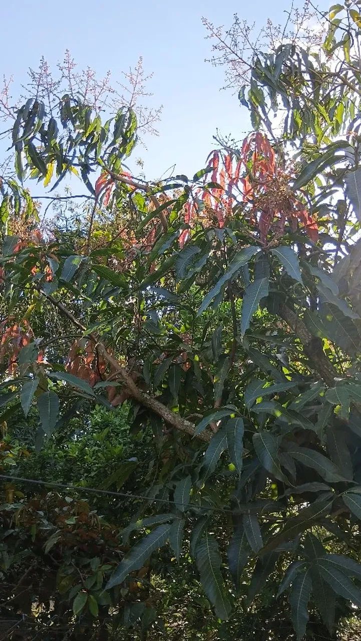 Rancho em Santa Maria da serra  - Foto 2