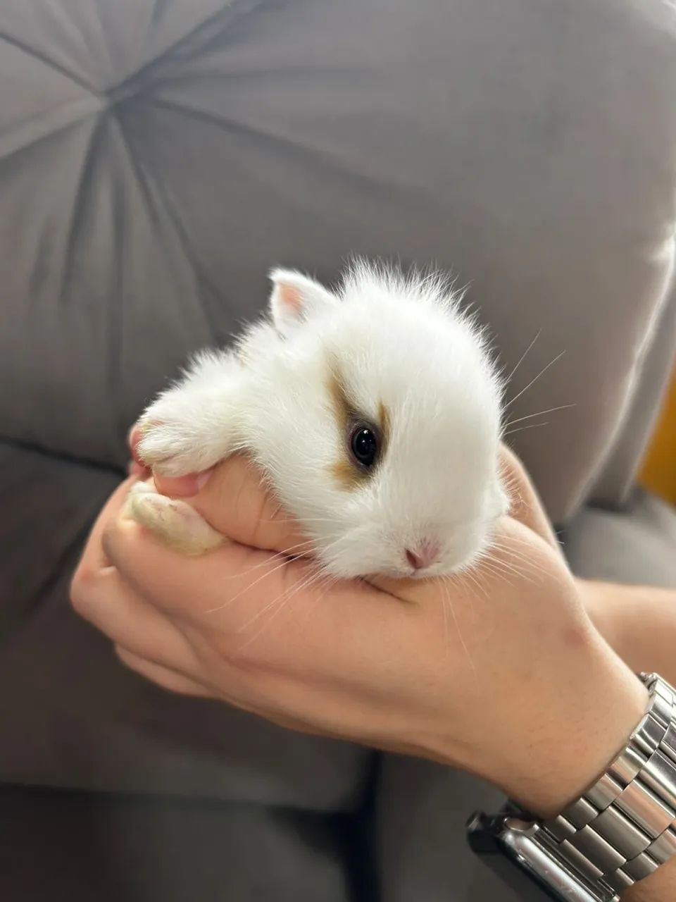 Filhotes de mini coelho  - Foto 4