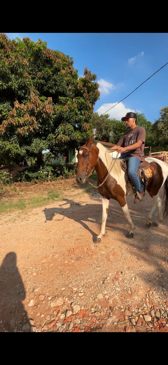 Cavalo para charrete 