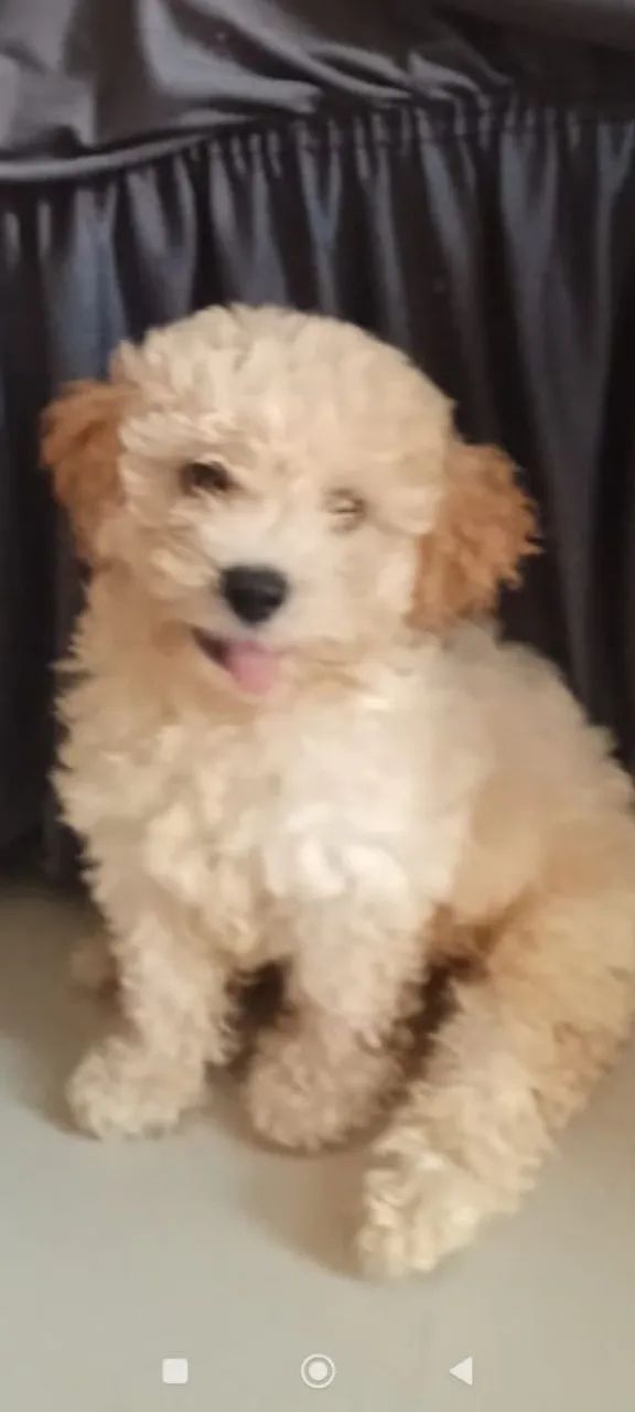 Venda cachorro poodle - Foto 3
