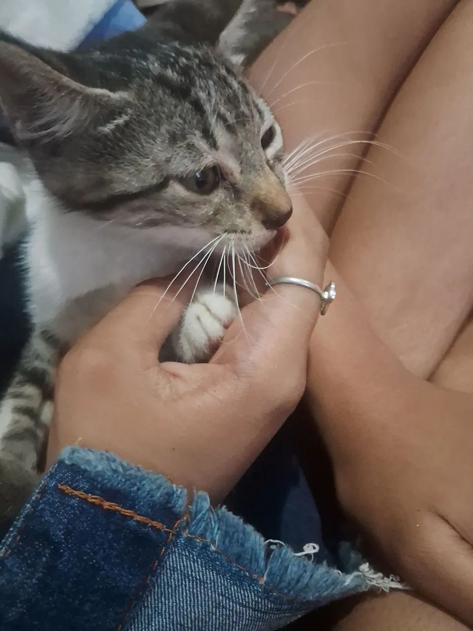 Gato macho 