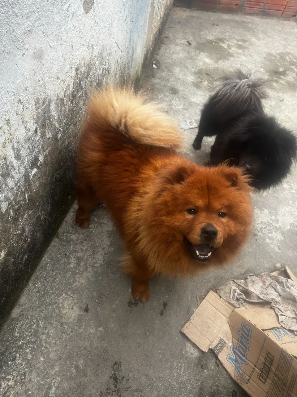 Chow chow doação  - Foto 2