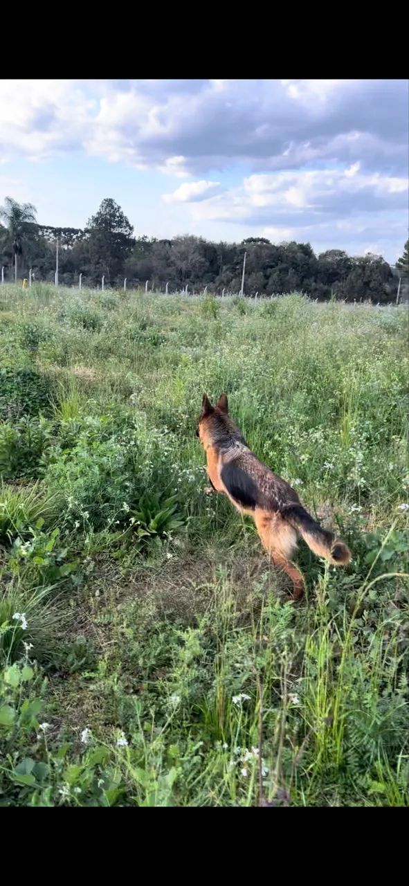 Alugo área  - Foto 3
