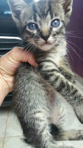 Doação gatinhos - Foto 2