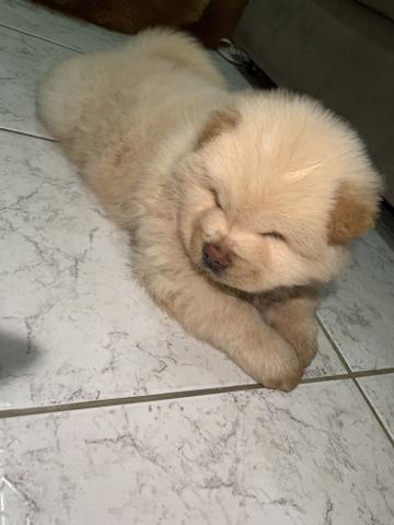 Filhote ChowChow Branco Porte Americano - Foto 4