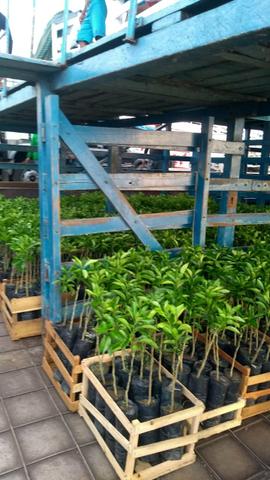 Laranja - Foto 5