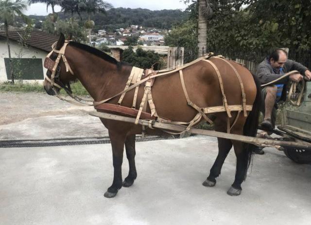 Cavalo com duas carroças + máquina de picar ração - Foto 5