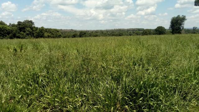 Fazenda Produtiva de Frango P/Frigor Projeto Aprovado - Nova Marilândia - 7 Km da Cidade - Foto 13