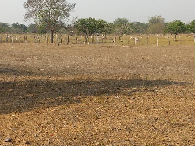 Chácara 2.5 ha, linha 16 cinturão verde - Foto 16