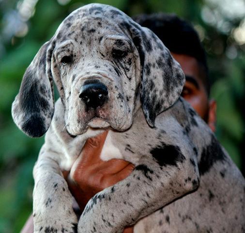 Dogue Alemão Filhotes - Cachorros e acessórios - Recanto Campestre  Internacional de Viracopos Gleba 7, Indaiatuba 655159703