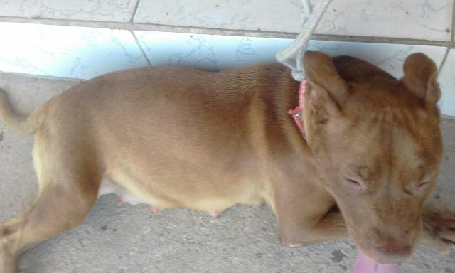 American Pit Bull Terrier - Foto 3