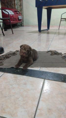Sharpei filhote