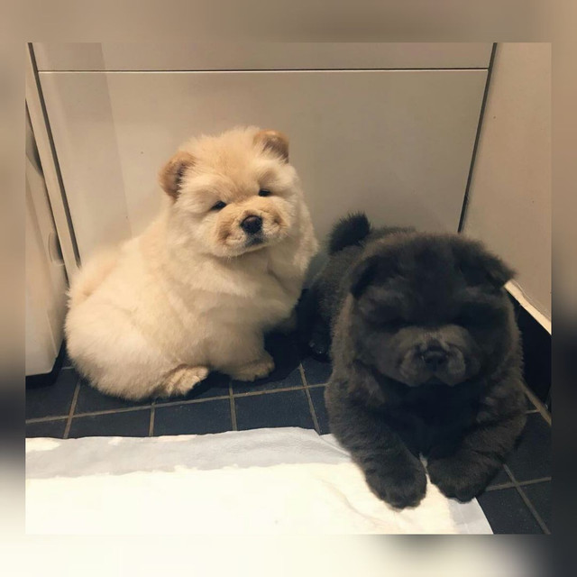 Chow Chow fêmeas e machinhos já vacinados com todas garantias em contrato - Foto 2
