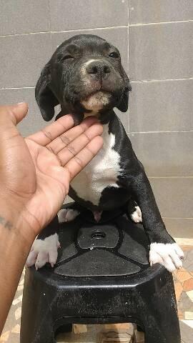 Filhotes de Pit Bull disponíveis - Foto 3