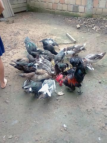 Patos - Foto 3