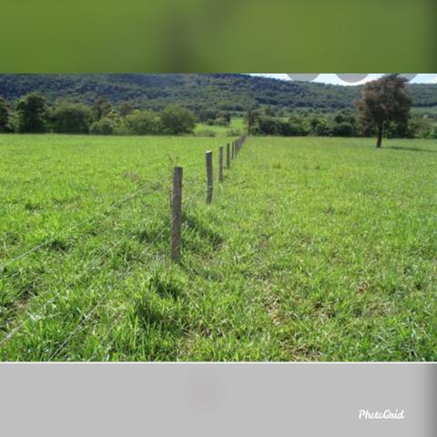 Procuro pasto para alugar