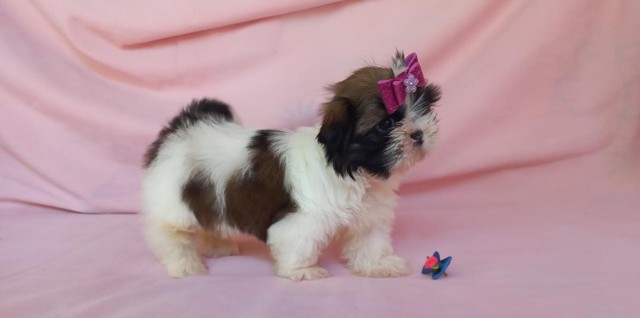 Shih Tzu Fêmea (pequena) A melhor !