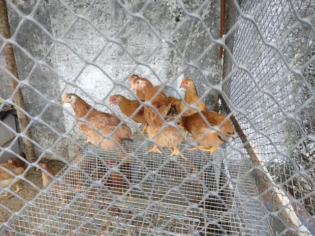 Galinhas Raça tricolor, genética excelente.