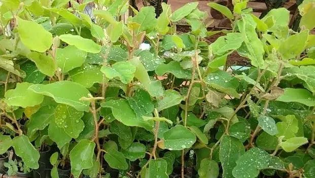 Mudas de eucalipto toleriana