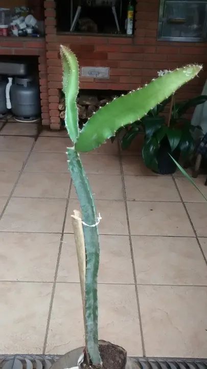 Mudas de Pitaya Vermelha Polpa Branca ou Vermelha - Guarulhos - Foto 5