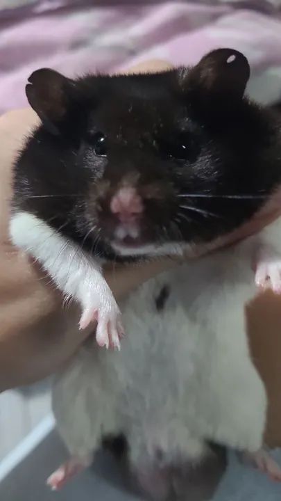 HAMISTER SIRIO PANDA