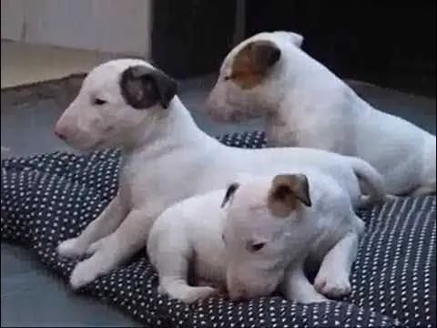 Bull terrier filhotes disponiveis 