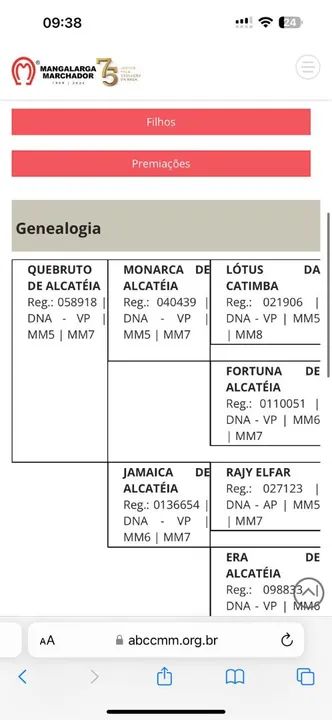 Potra mangalarga marchador  - Foto 3