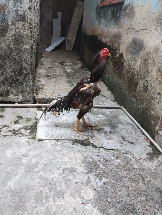 Galos - Adulto 300 cada - Foto 4