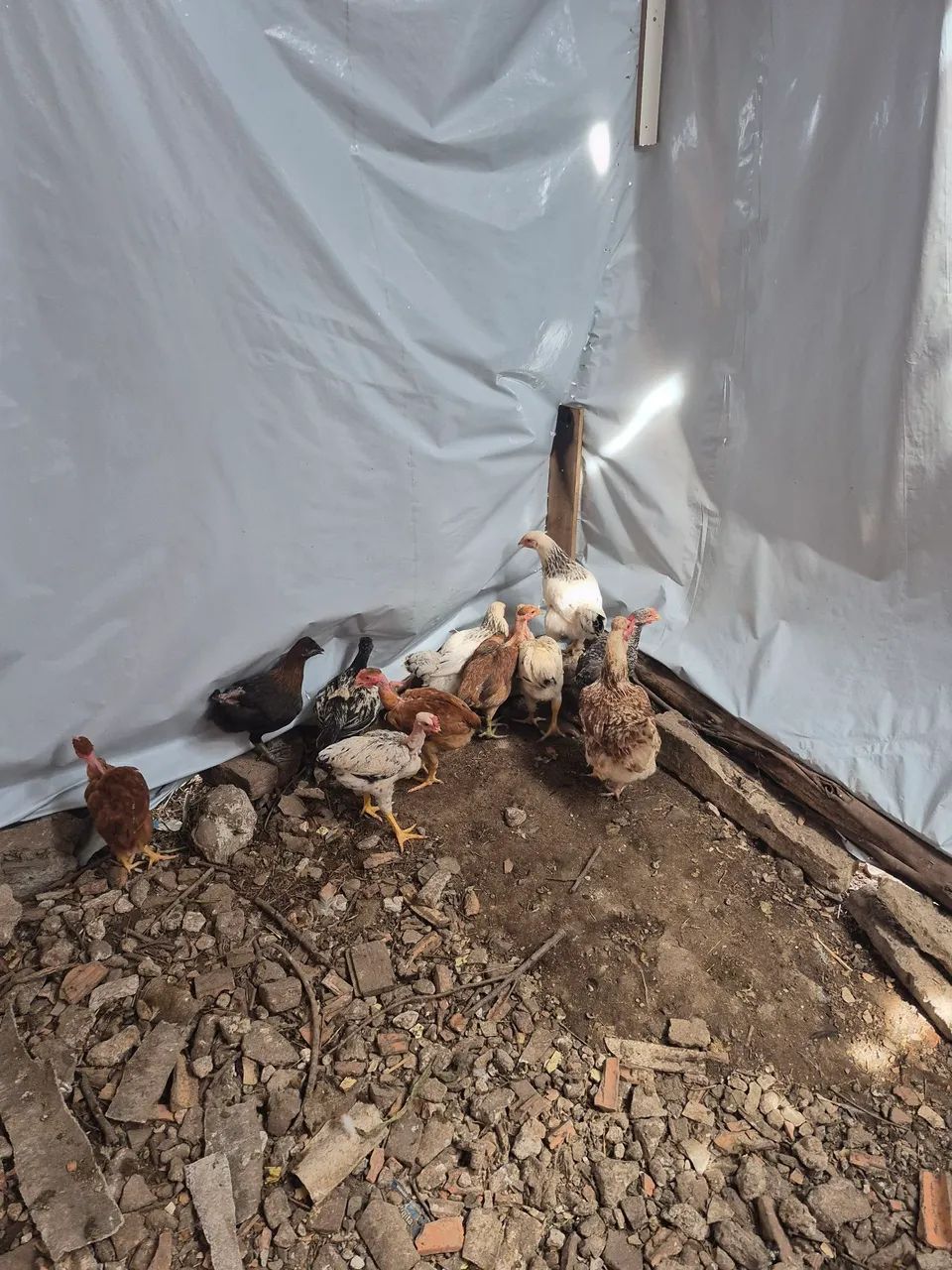 Bicho Feliz - pintos caipiras - Foto 6