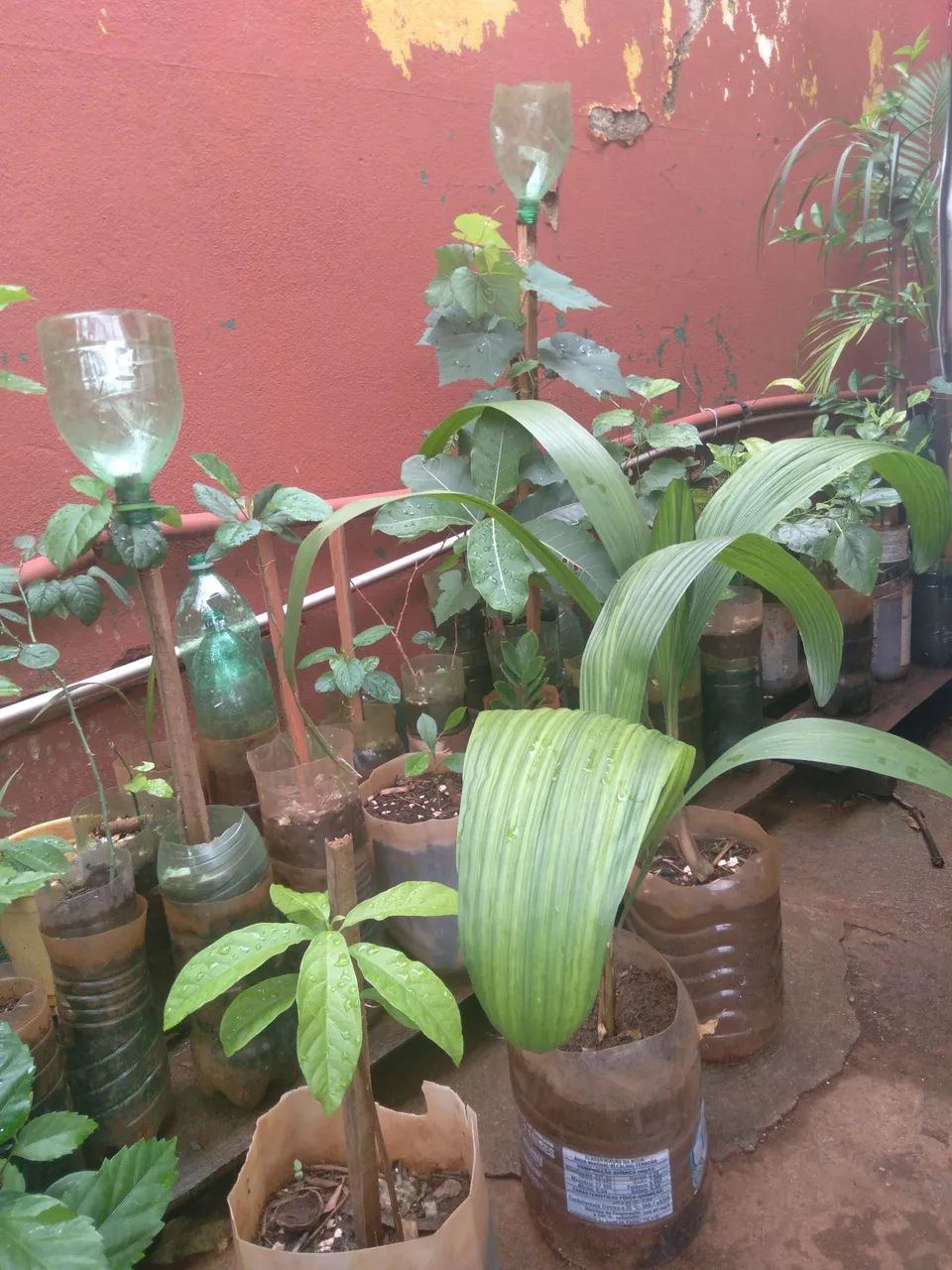 Frutíferas  - Foto 2