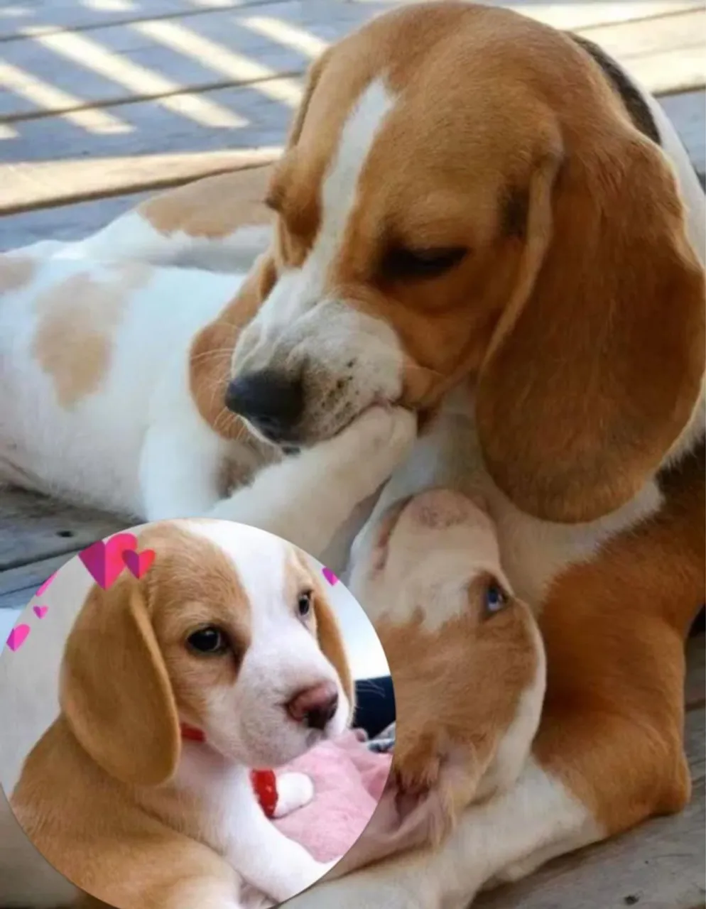 Filhotes de Beagle promoção relâmpago