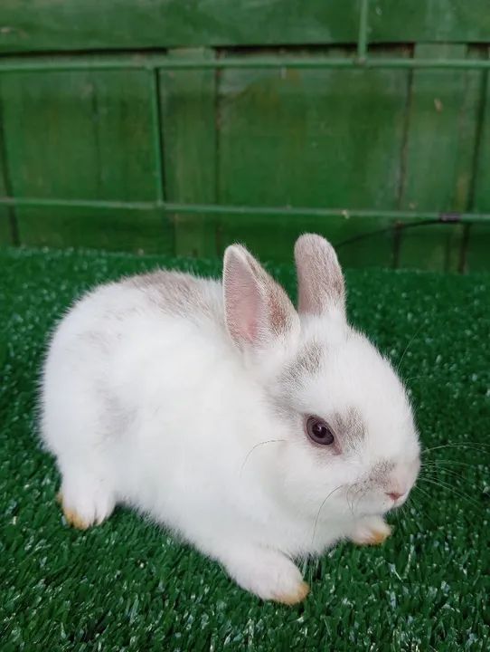Coelhinho anão Netherland  - Foto 2