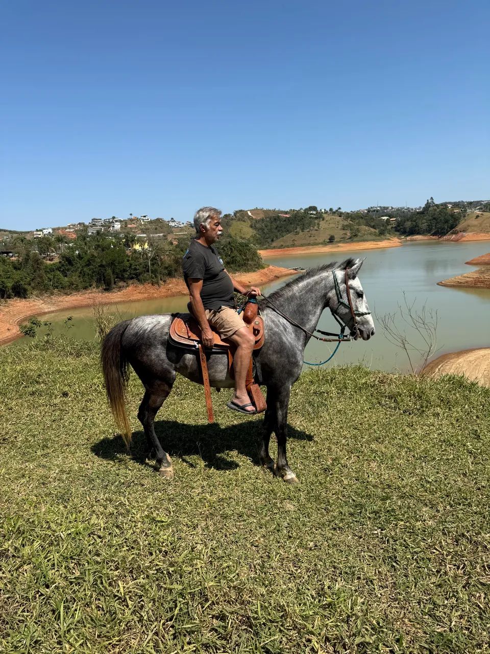 Cavalo mangalarga tordilho  - Foto 5