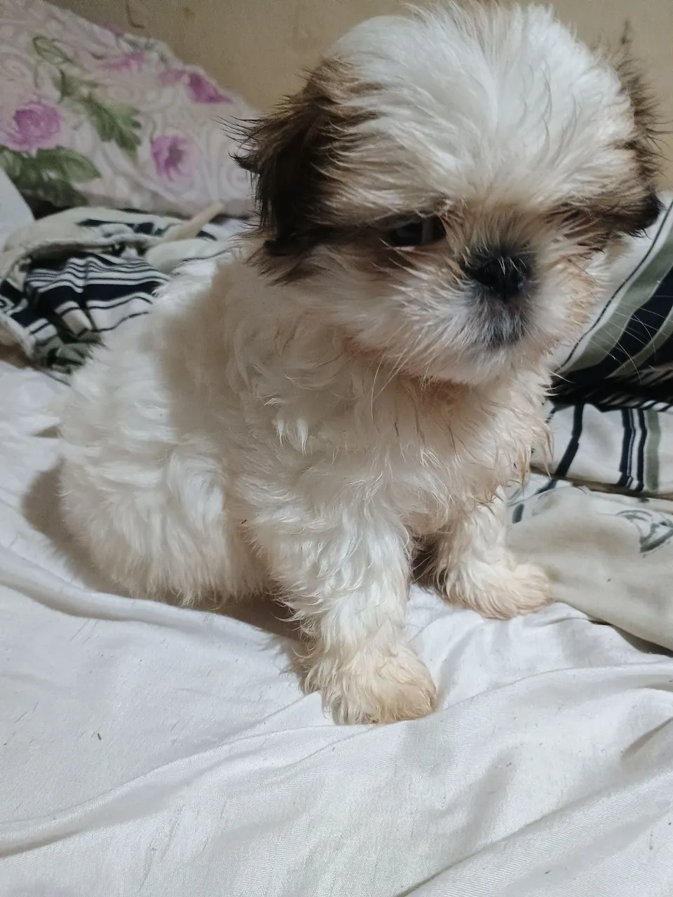 Filhotes de Shih Tzu