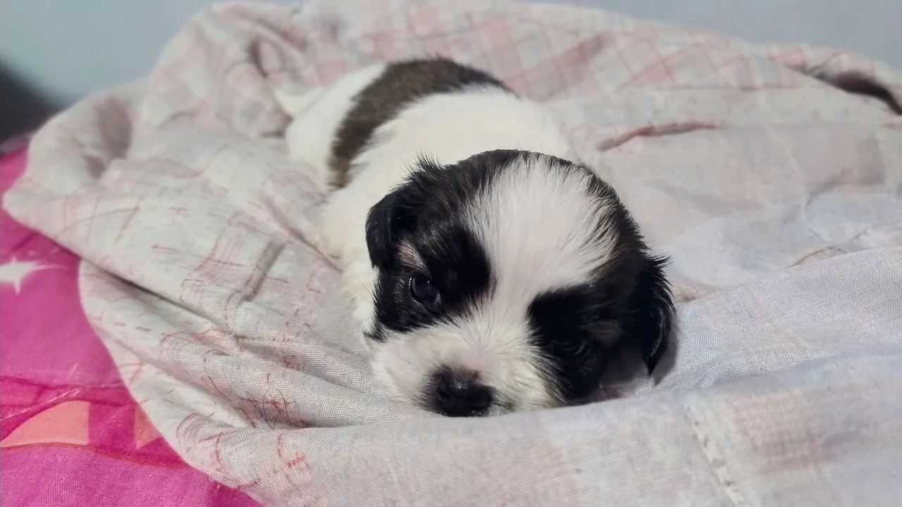 Filhote Shih Tzu