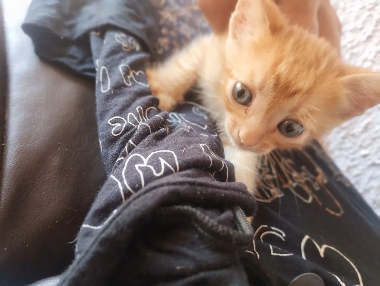 Gatinho para doação, já come ração ?