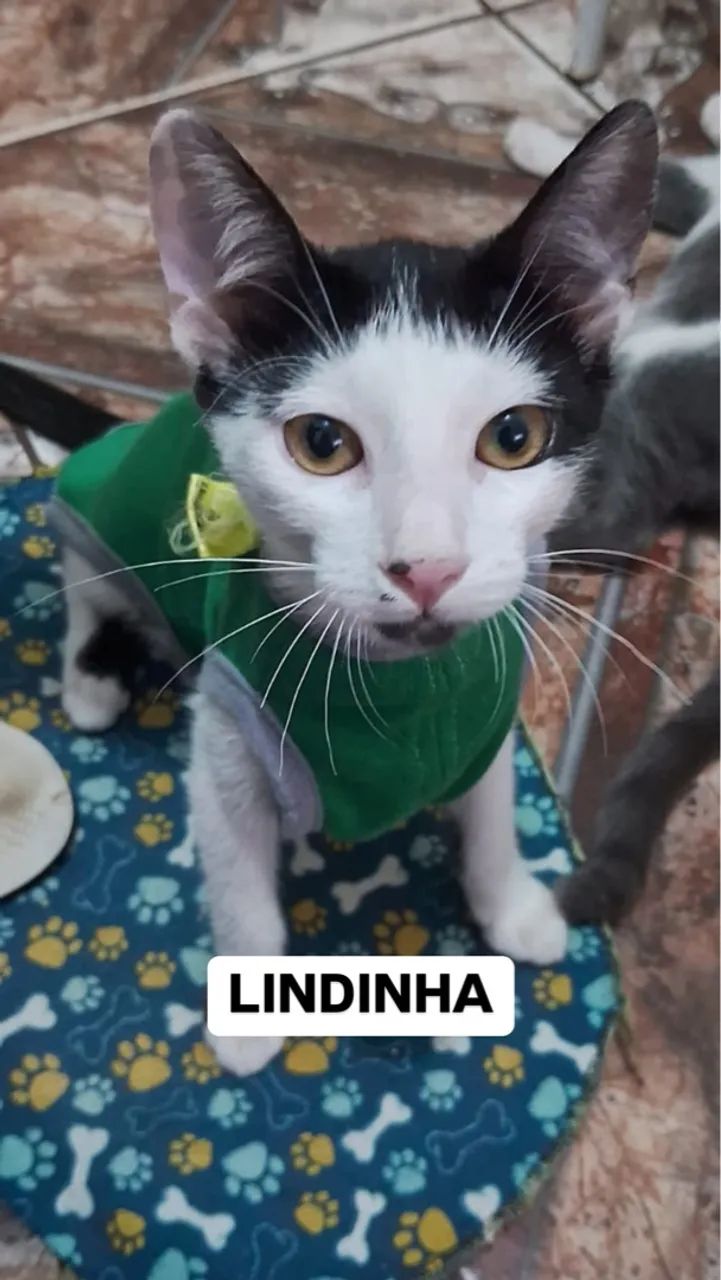 Gatinhas para adoção 