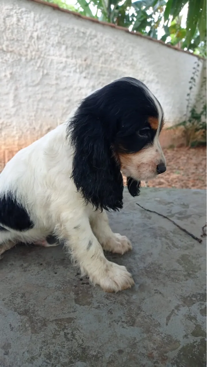 Filhote Cocker Spaniel Inglês