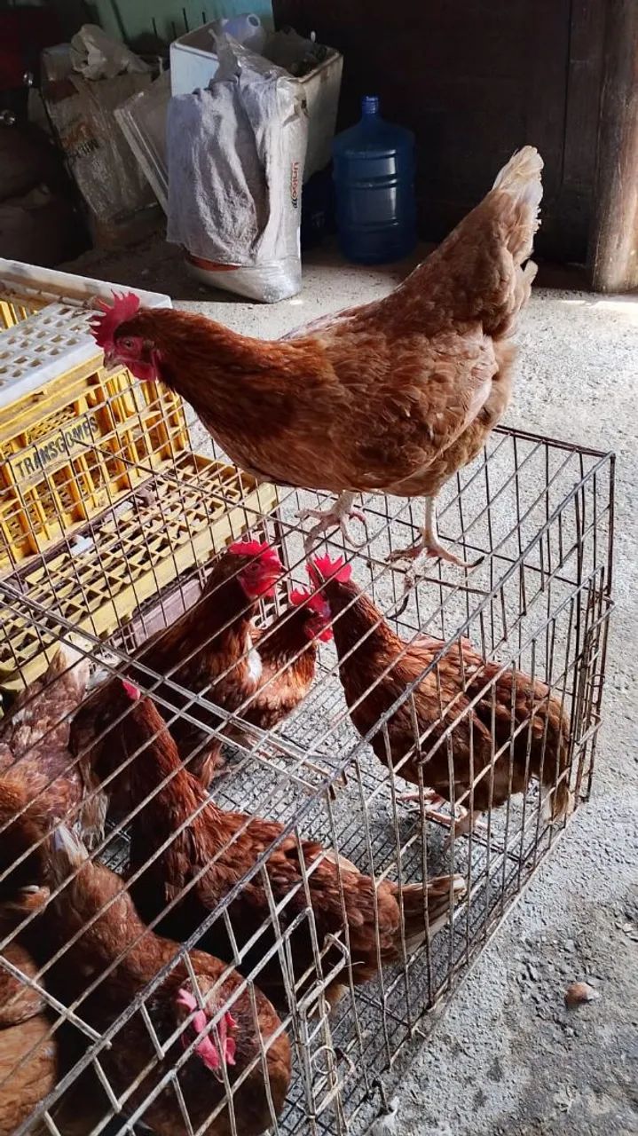Poedeiras galinhas - Foto 6