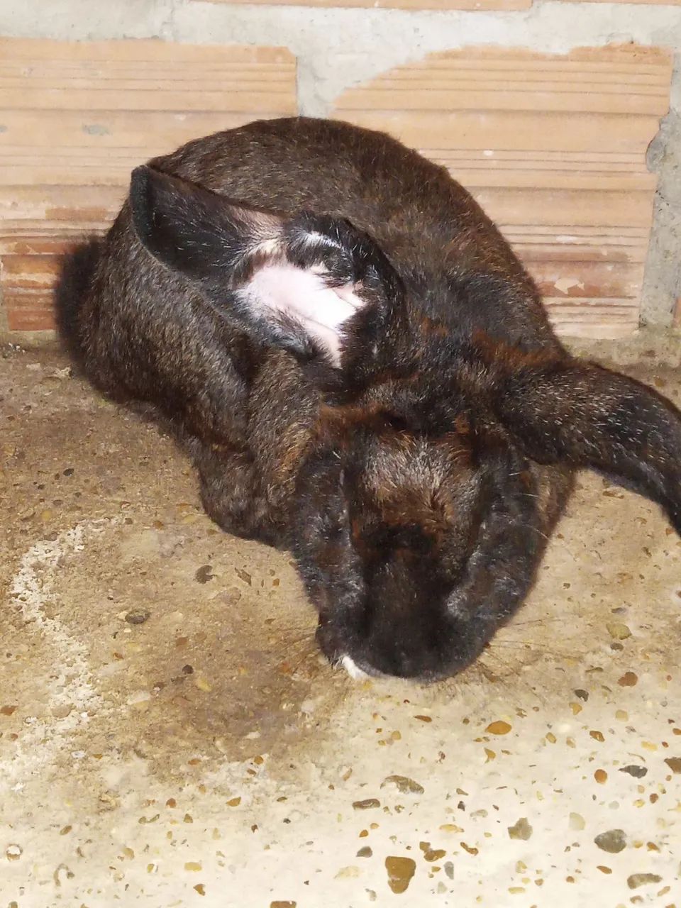 Coelho branco e um preto fofinho para venda - Foto 3