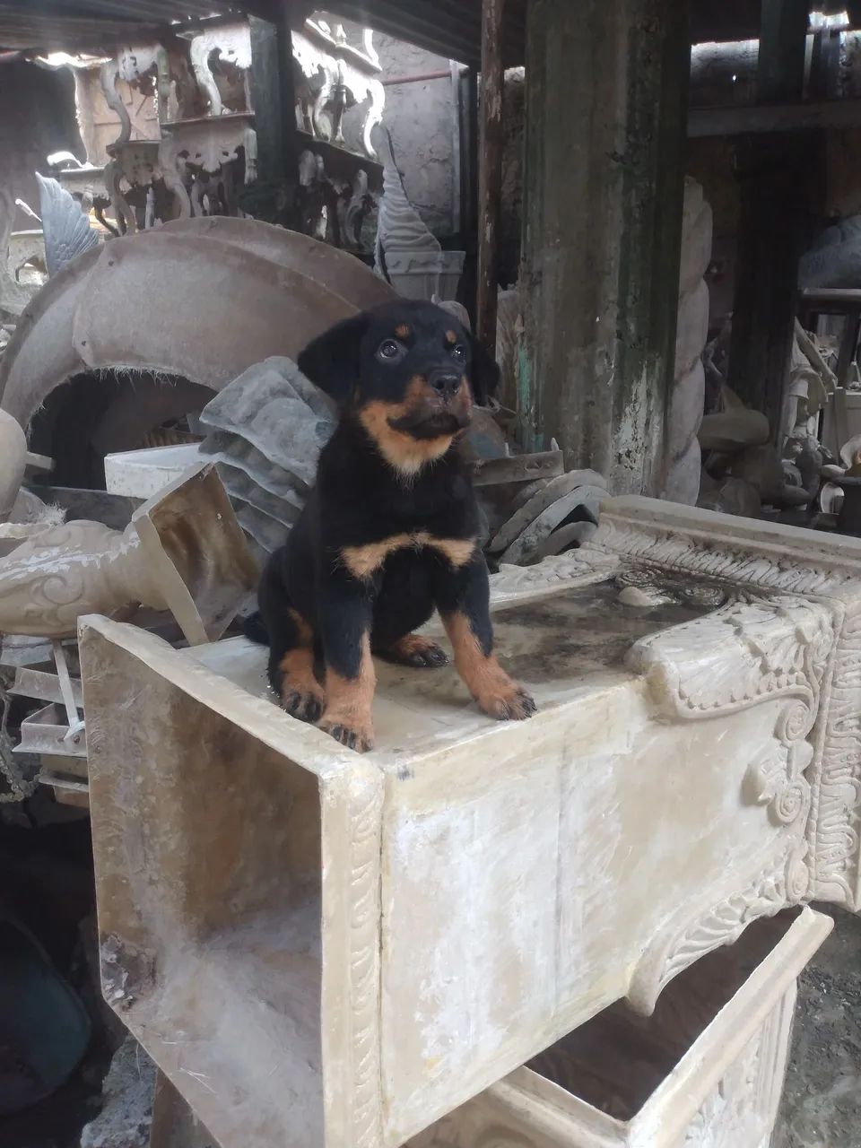 Filhote de Rottweiler - Foto 5