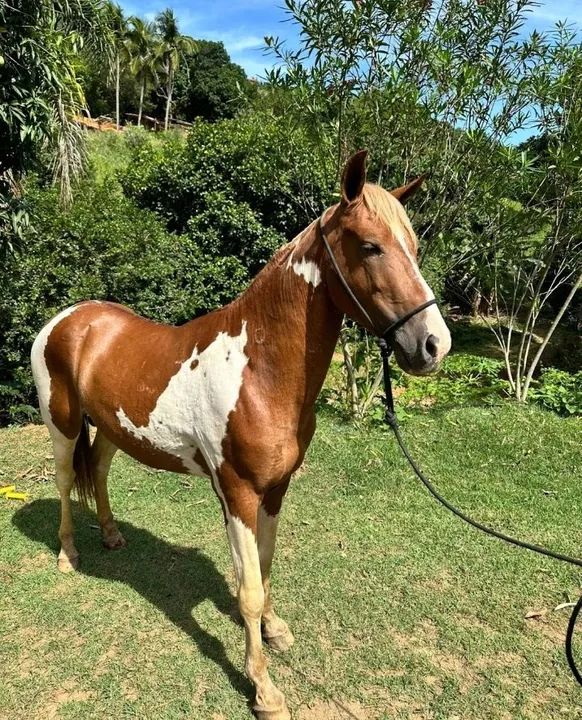 Cavalo novo 2 anos macha picada  - Foto 4